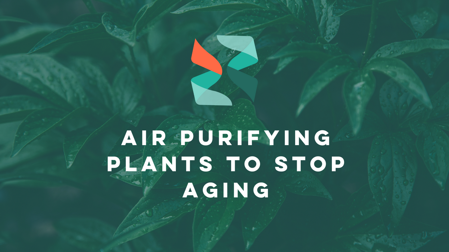 TruAge Test: Can Air Purifying Plants Slow Down the Aging Process?